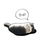Sorry, we're straightforward（個別スタンプ：18）