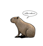 Sorry, we're straightforward（個別スタンプ：21）