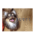 チワワのまろきち【べーしっく】（個別スタンプ：2）