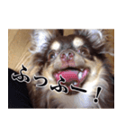 チワワのまろきち【べーしっく】（個別スタンプ：3）