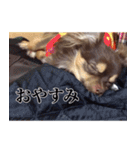 チワワのまろきち【べーしっく】（個別スタンプ：4）