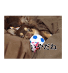 チワワのまろきち【べーしっく】（個別スタンプ：5）