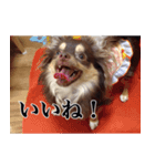 チワワのまろきち【べーしっく】（個別スタンプ：6）