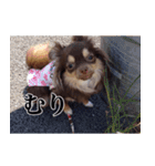 チワワのまろきち【べーしっく】（個別スタンプ：7）