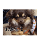 チワワのまろきち【べーしっく】（個別スタンプ：8）