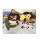 チワワのまろきち【べーしっく】（個別スタンプ：9）