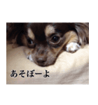 チワワのまろきち【べーしっく】（個別スタンプ：10）