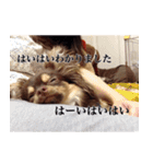 チワワのまろきち【べーしっく】（個別スタンプ：11）