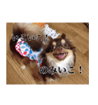 チワワのまろきち【べーしっく】（個別スタンプ：12）