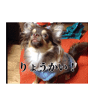 チワワのまろきち【べーしっく】（個別スタンプ：13）