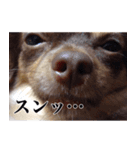 チワワのまろきち【べーしっく】（個別スタンプ：14）