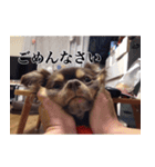 チワワのまろきち【べーしっく】（個別スタンプ：15）