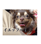 チワワのまろきち【べーしっく】（個別スタンプ：16）
