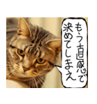 猫が代わりにお伝え その9（個別スタンプ：2）