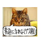 猫が代わりにお伝え その9（個別スタンプ：4）