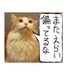 猫が代わりにお伝え その9（個別スタンプ：8）