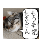 猫が代わりにお伝え その9（個別スタンプ：14）