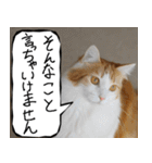 猫が代わりにお伝え その9（個別スタンプ：15）