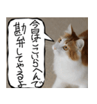 猫が代わりにお伝え その9（個別スタンプ：17）