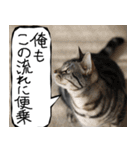 猫が代わりにお伝え その9（個別スタンプ：18）