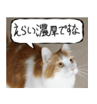 猫が代わりにお伝え その9（個別スタンプ：19）