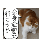 猫が代わりにお伝え その9（個別スタンプ：22）