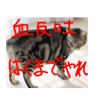 猫が代わりにお伝え その9（個別スタンプ：23）