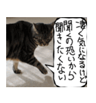 猫が代わりにお伝え その9（個別スタンプ：24）