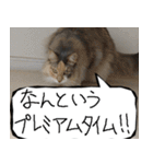 猫が代わりにお伝え その9（個別スタンプ：26）