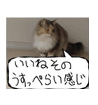 猫が代わりにお伝え その9（個別スタンプ：27）