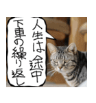 猫が代わりにお伝え その9（個別スタンプ：31）