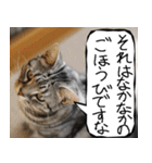 猫が代わりにお伝え その9（個別スタンプ：35）