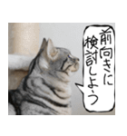 猫が代わりにお伝え その9（個別スタンプ：36）