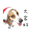 Chubby Beagle picture（個別スタンプ：1）