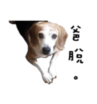 Chubby Beagle picture（個別スタンプ：4）