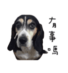 Chubby Beagle picture（個別スタンプ：6）