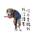 Chubby Beagle picture（個別スタンプ：8）