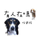 Chubby Beagle picture（個別スタンプ：9）