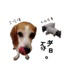 Chubby Beagle picture（個別スタンプ：11）