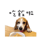 Chubby Beagle picture（個別スタンプ：12）