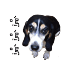 Chubby Beagle picture（個別スタンプ：13）