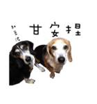 Chubby Beagle picture（個別スタンプ：14）