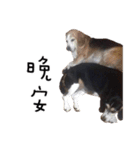 Chubby Beagle picture（個別スタンプ：15）