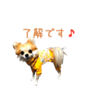 リアルDOG チワワのMoaちゃん（個別スタンプ：11）