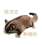 Sugar glider so cute（個別スタンプ：3）