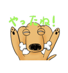 "Busakawa" dog, a Dachshund feelings（個別スタンプ：13）