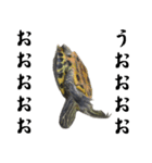 ミシシッピアカミミガメ（個別スタンプ：8）