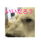 My favorite polar bear（個別スタンプ：1）