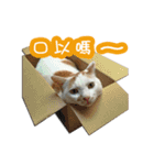 I am a DODO. Meow ~ 1（個別スタンプ：1）