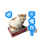 I am a DODO. Meow ~ 1（個別スタンプ：4）